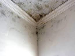 Professional Mold Prevention & Removal  in Grant Park, IL