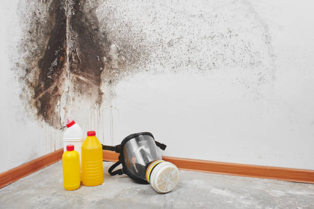 Best Environmental Consulting for Mold Prevention  in Grant Park, IL